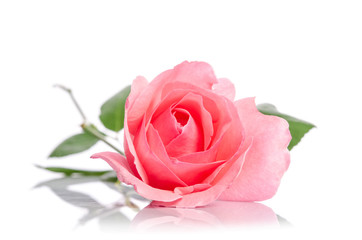 beautiful single pink rose lying down on a white background