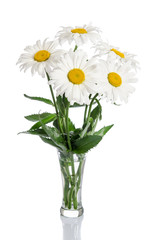 bouquet of daisies in glass vase on white background