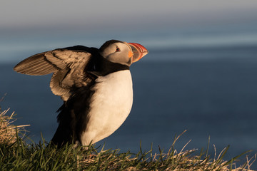 Puffin (Fratercula arctica), Latrabjarg cliffs, Iceland