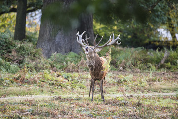 Majestic powerful red deer stag Cervus Elaphus in forest landsca