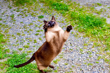 Chubby cat jumping in the air