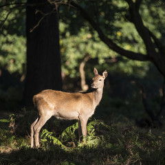 Stunning hind doe red deer cervus elaphus in dappled sunlight fo