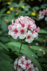 White and pink flower