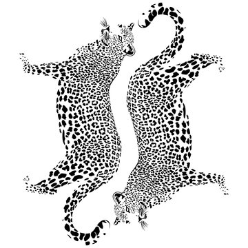 The leopards on white