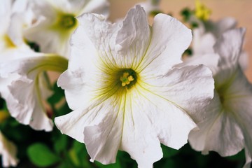 White petunias