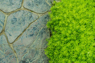 Concrete floor and green plant