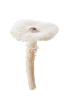 Termitomyces mushroom or termite mushroom