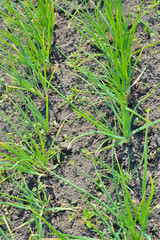 Fototapeta premium Spring onions