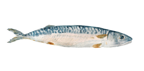 Mackerel fish