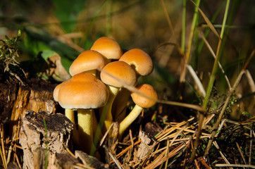 Fungus and moss detail growing on old logs