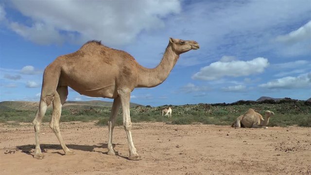 Arabian camel in the wildlife standing solitaire in a sandy  dessert in Fuerteventura Canary Islands.