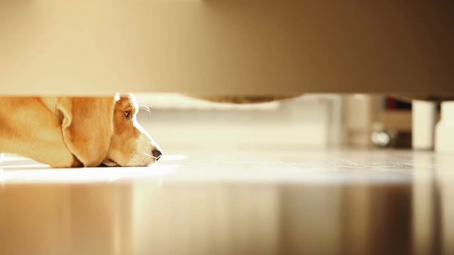 Lonely beagle dog misses on the laminate floor.