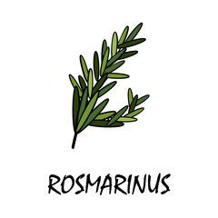 rosmarinus flat icon