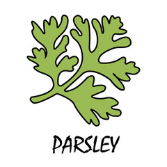 parsley flat icon