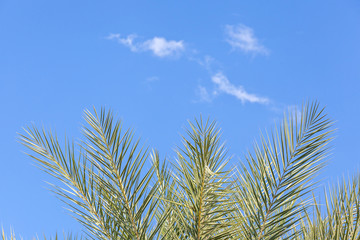 The top of palm leaves with clear blue sky background.
