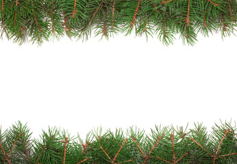frame made of fir branches isolated on white background