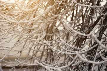 tree branches covered with hoarfrost