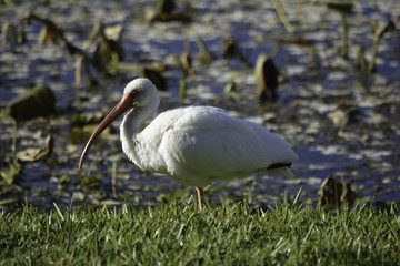 Fototapeta premium egret3