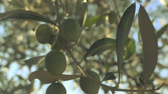 Olive fruit on tree branch with morning sunlight, light leaks and lens flare, handheld camera