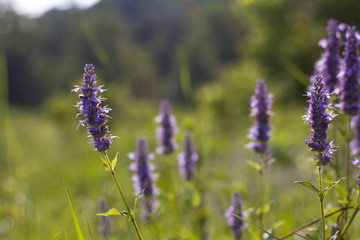 Purple blazing star prairie wildflower