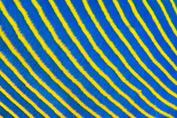 Blue yellow diagonal fish stripes