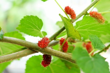 Red ripen mulberry