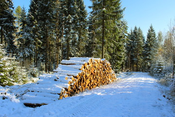 woodpile in the winter forest with snow