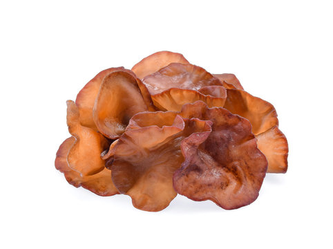 Ear mushroom. Close up ear mushroom isolated on white background