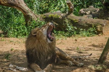 Löwe König der Tiere