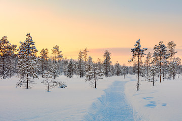 Sunset in winter snowy forest, big pine trees covered snow