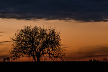 Fototapeta na wymiar Baum als Silhouette vor Abendhimmel