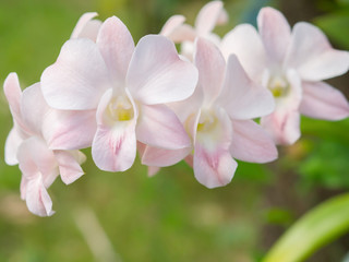 White orchids. beautiful Flower of Thailand.