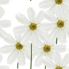 Obraz premium white flower of cosmos, seamless pattern