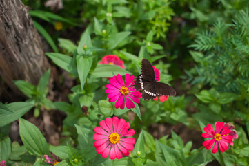 Fototapeta premium Beautiful butterfly on a flower.