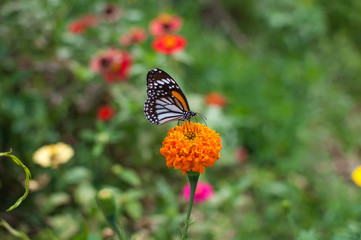 Beautiful butterfly on a flower.