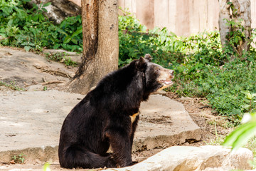 Black bear in the forest.