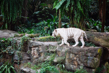 A wild life shot of a white tiger