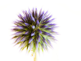 Abstract flower macro of a blue thistle