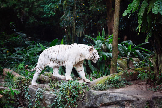 A wild life shot of a white tiger
