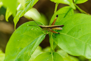 Meadow Grasshopper (Chorthippus parallelus)