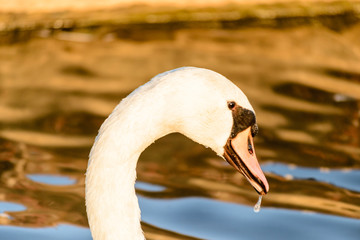swan