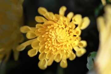 Chrysanthemum