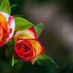 Bright beautiful rose on a dark background, place for your text. Floral design, backgrounds, cards, greetings, branding.