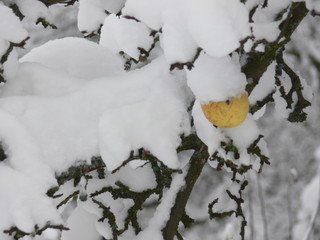 Gelber Apfel unterm Schnee