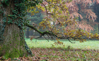 Autumn landscape with common ivy climbing up oak tree