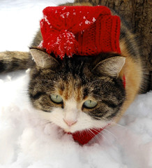 Winter day. Cat in red cap
