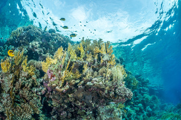 Fototapeta na wymiar Butterflyfish coral reef scene