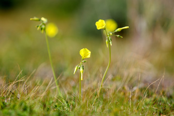 Kwiaty na maltańskiej łące © andrzej_67