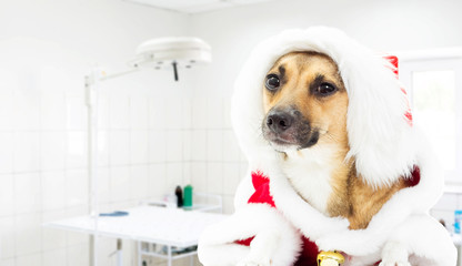 Dog dressed as Santa Claus in a veterinary clinic