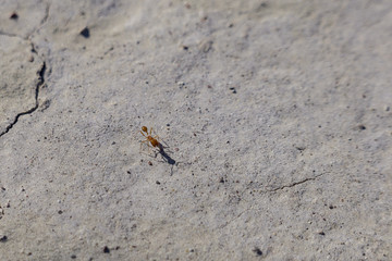 Red Imported Fire Ant around Tecopa